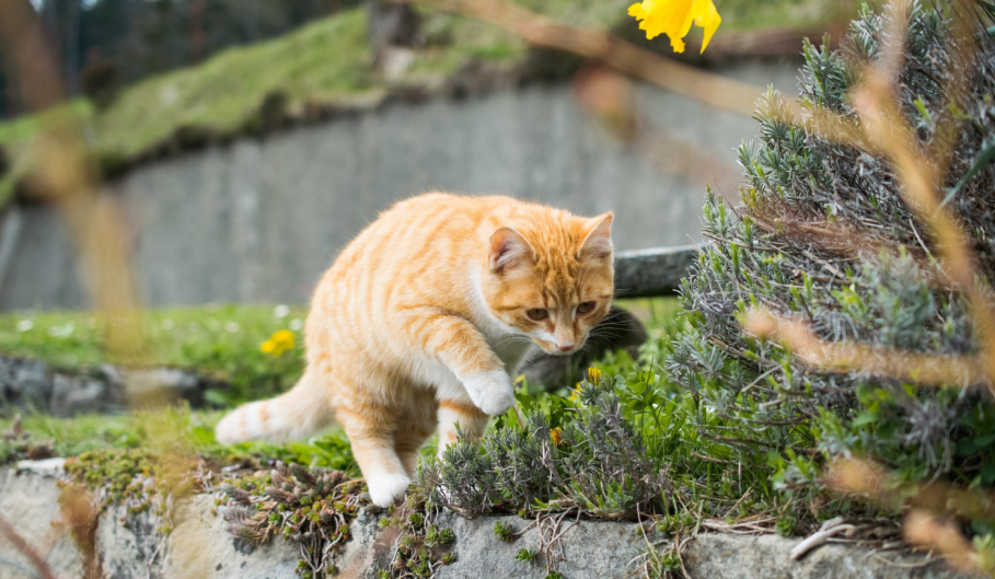 Catnip: o que é a famosa erva-gateira?