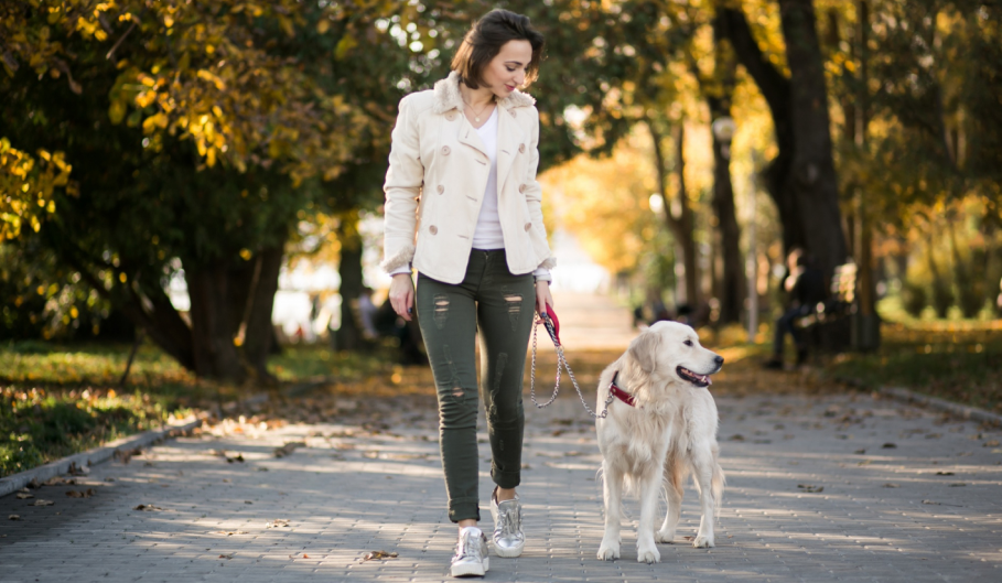 Entenda por que seu pet precisa caminhar todos os dias