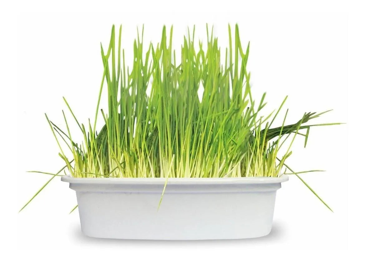 Grama para Gatos Digestive Grass (50g) - 100% Natural para Saúde Intestinal