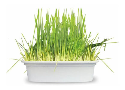 Grama para Gatos Digestive Grass (50g) - 100% Natural para Saúde Intestinal